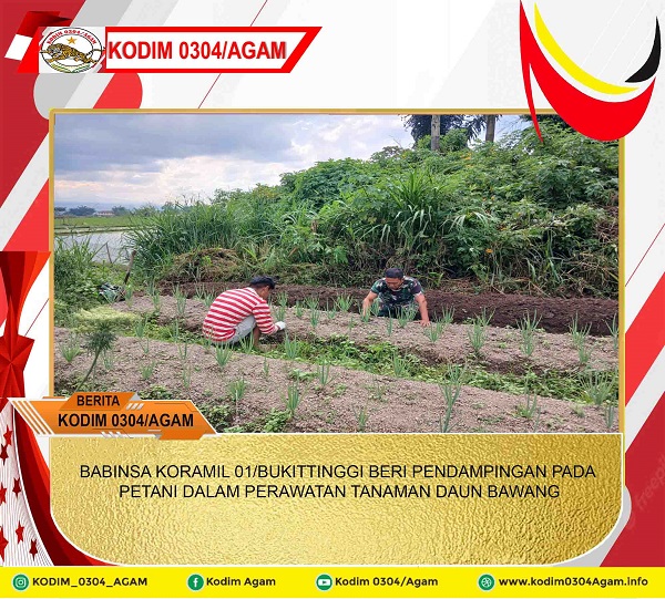 BABINSA KORAMIL 01/BUKITTINGGI BERI PENDAMPINGAN PADA PETANI DALAM PERAWATAN TANAMAN DAUN BAWANG