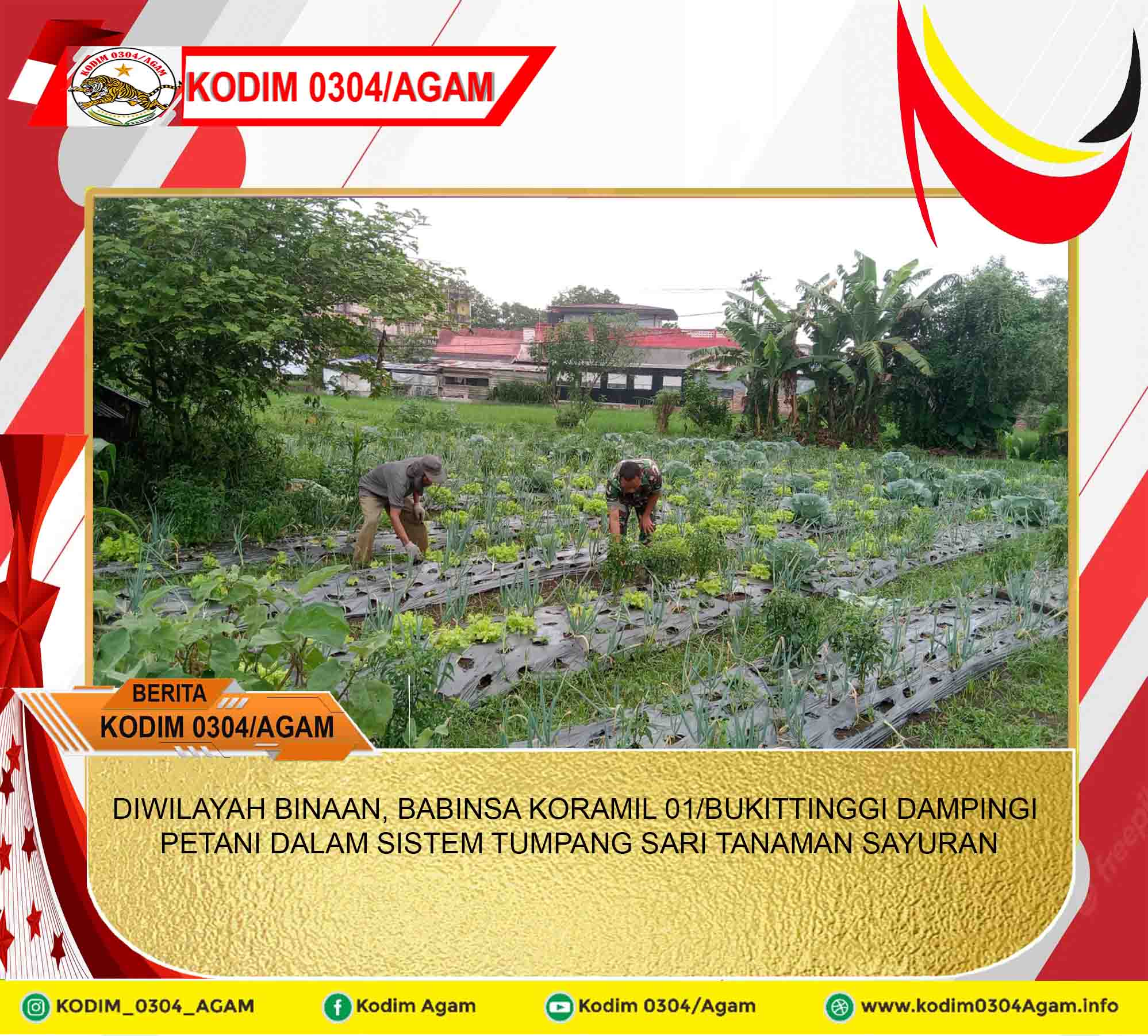 DIWILAYAH BINAAN, BABINSA KORAMIL 01/BUKITTINGGI DAMPINGI PETANI DALAM SISTEM TUMPANG SARI TANAMAN SAYURAN
