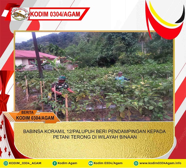 BABINSA KORAMIL 12/PALUPUH BERI PENDAMPINGAN KEPADA PETANI TERONG DI WILAYAH BINAAN