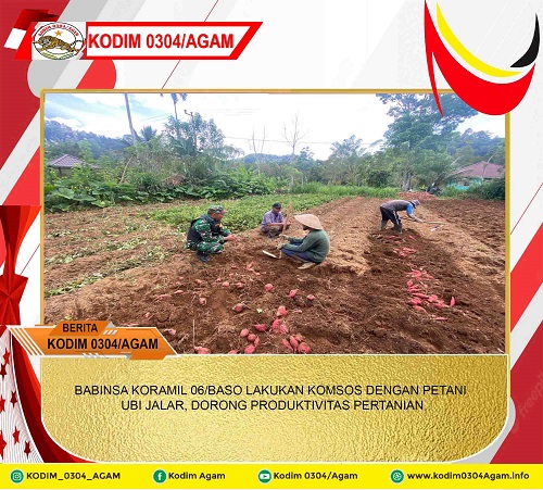 BABINSA KORAMIL 06/BASO LAKUKAN KOMSOS DENGAN PETANI UBI JALAR, DORONG PRODUKTIVITAS PERTANIAN