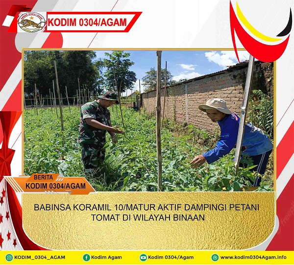 BABINSA KORAMIL 10/MATUR AKTIF DAMPINGI PETANI TOMAT DI WILAYAH BINAAN