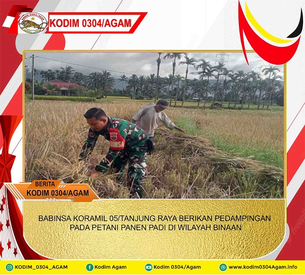 BABINSA KORAMIL 05/TANJUNG RAYA BERIKAN DAMPINGAN PADA PETANI PANEN PADI DI WILAYAH BINAAN