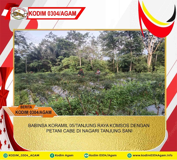 BABINSA KORAMIL 05/TANJUNG RAYA KOMSOS DENGAN PETANI CABE DI NAGARI TANJUNG SANI