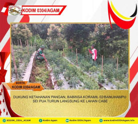 DUKUNG KETAHANAN PANGAN, BABINSA KORAMIL 02/BANUHAMPU SEI PUA TURUN LANGSUNG KE LAHAN CABE