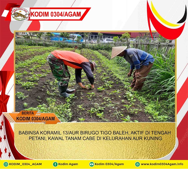 BABINSA KORAMIL 13/AUR BIRUGO TIGO BALEH, AKTIF DI TENGAH PETANI, KAWAL TANAM CABE DI KELURAHAN AUR KUNING