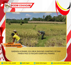 BABINSA KORAMIL 03/LUBUK BASUNG DAMPINGI PETANI PANEN PADI DI NAGARI KAMPUNG PINANG