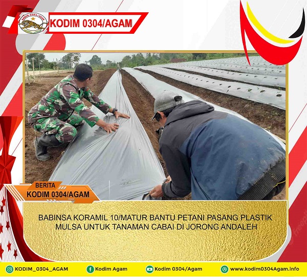 BABINSA KORAMIL 10/MATUR BANTU PETANI PASANG PLASTIK MULSA UNTUK TANAMAN CABAI DI JORONG ANDALEH