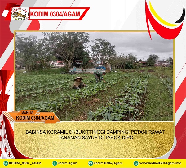 BABINSA KORAMIL 01/BUKITTINGGI DAMPINGI PETANI RAWAT TANAMAN SAYUR DI TAROK DIPO.