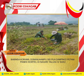 BABINSA KORAMIL 02/BANUHAMPU SEI PUA DAMPINGI PETANI PANEN WORTEL DI NAGARI TALUAK IV SUKU