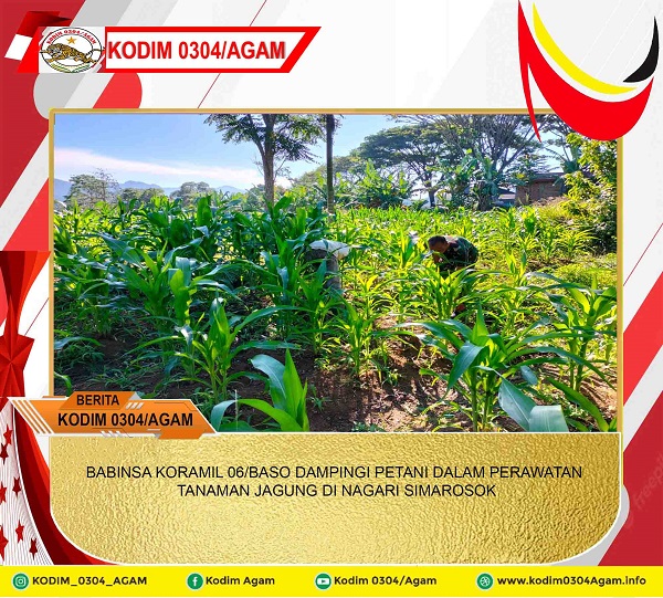 BABINSA KORAMIL 06/BASO DAMPINGI PETANI DALAM PERAWATAN TANAMAN JAGUNG DI NAGARI SIMAROSOK