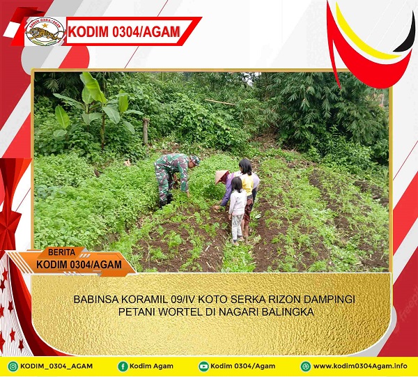 BABINSA KORAMIL 09/IV KOTO SERKA RIZON DAMPINGI PETANI WORTEL DI NAGARI BALINGKA