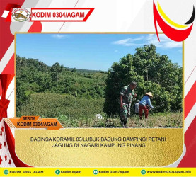BABINSA KORAMIL 03/LUBUK BASUNG DAMPINGI PETANI JAGUNG DI NAGARI KAMPUNG PINANG