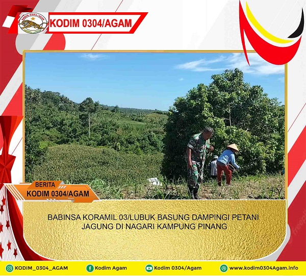 BABINSA KORAMIL 03/LUBUK BASUNG DAMPINGI PETANI JAGUNG DI NAGARI KAMPUNG PINANG