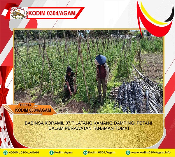 BABINSA KORAMIL 07/TILATANG KAMANG DAMPINGI PETANI DALAM PERAWATAN TANAMAN TOMAT