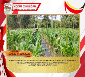 BABINSA KORAMIL 01/BUKITTINGGI SERKA EKA NURHIDAYAT BERIKAN PENDAMPINGAN KEPADA PETANI DALAM PERAWATAN JAGUNG DI BUKIT APIT PUHUN