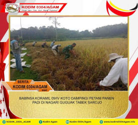 BABINSA KORAMIL 09/IV KOTO DAMPINGI PETANI PANEN PADI DI NAGARI GUGUAK TABEK SAROJO