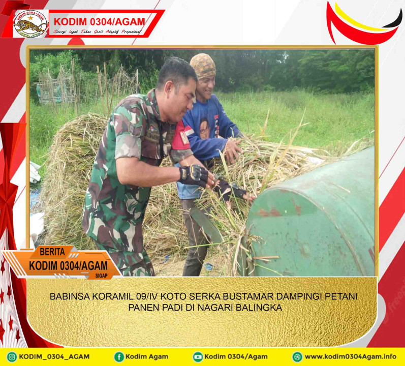 BABINSA KORAMIL 09/IV KOTO SERKA BUSTAMAR DAMPINGI PETANI PANEN PADI DI NAGARI BALINGKA