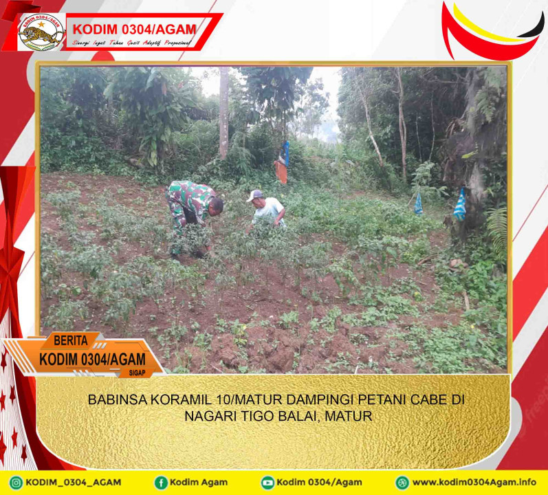 BABINSA KORAMIL 10/MATUR DAMPINGI PETANI CABE DI NAGARI TIGO BALAI, MATUR