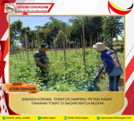 BABINSA KORAMIL 10/MATUR DAMPINGI PETANI RAWAT TANAMAN TOMAT DI NAGARI MATUA MUDIAK