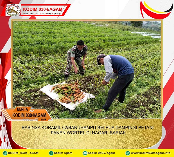 BABINSA KORAMIL 02/BANUHAMPU SEI PUA DAMPINGI PETANI PANEN WORTEL DI NAGARI SARIAK