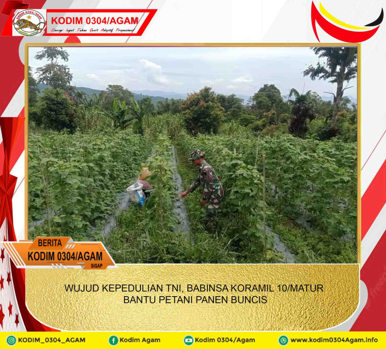 WUJUD KEPEDULIAN TNI, BABINSA KORAMIL 10/MATUR BANTU PETANI PANEN BUNCIS