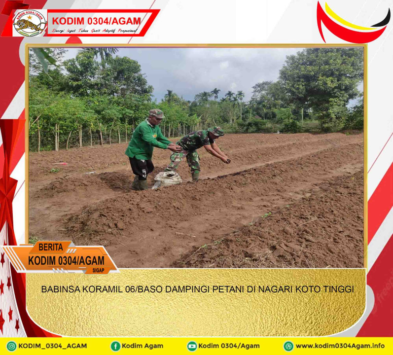 BABINSA KORAMIL 06/BASO DAMPINGI PETANI DI NAGARI KOTO TINGGI
