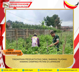 TINGKATKAN PRODUKTIVITAS CABAI, BABINSA TILATANG KAMANG DAMPINGI PETANI DI LAPANGAN