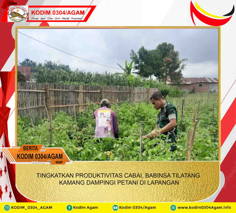 TINGKATKAN PRODUKTIVITAS CABAI, BABINSA TILATANG KAMANG DAMPINGI PETANI DI LAPANGAN
