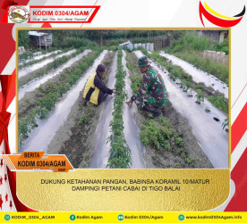 DUKUNG KETAHANAN PANGAN, BABINSA KORAMIL 10/MATUR DAMPINGI PETANI CABAI DI TIGO BALAI