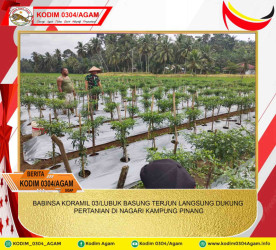 BABINSA KORAMIL 03/LUBUK BASUNG TERJUN LANGSUNG DUKUNG PERTANIAN DI NAGARI KAMPUNG PINANG