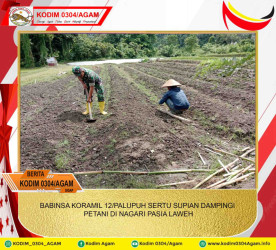 BABINSA KORAMIL 12/PALUPUH SERTU SUPIAN DAMPINGI PETANI DI NAGARI PASIA LAWEH