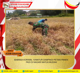 BABINSA KORAMIL 10/MATUR DAMPINGI PETANI PANEN PADI DI NAGARI MATUA MUDIAK