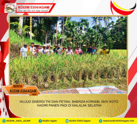WUJUD SINERGI TNI DAN PETANI, BABINSA KORAMIL 09/IV KOTO HADIRI PANEN PADI DI MALALAK SELATAN