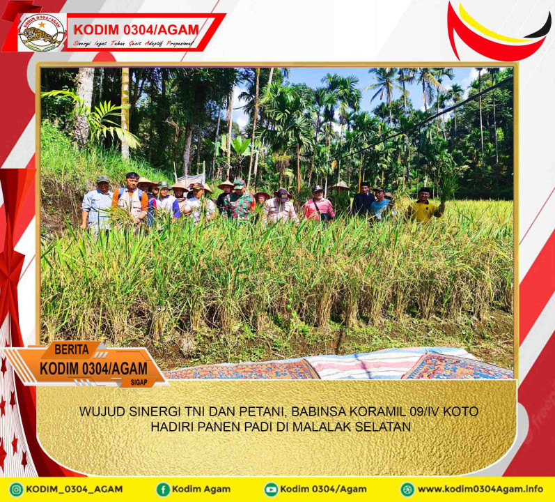 WUJUD SINERGI TNI DAN PETANI, BABINSA KORAMIL 09/IV KOTO HADIRI PANEN PADI DI MALALAK SELATAN