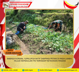BABINSA KORAMIL 12/PALUPUH AKTIF DAMPINGI PETANI DI PASIA LAWEH, WUJUD KEPEDULIAN TNI TERHADAP KETAHANAN PANGAN