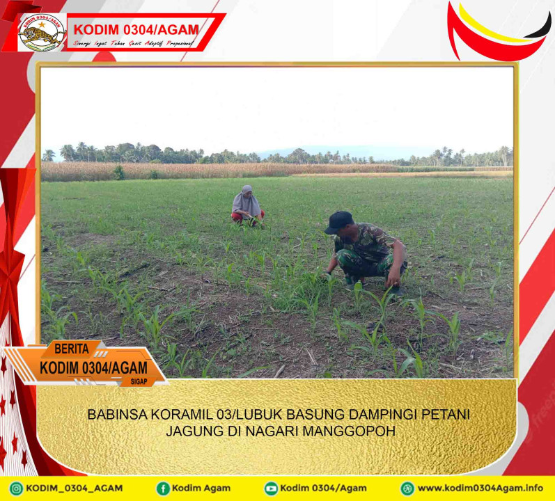 BABINSA KORAMIL 03/LUBUK BASUNG DAMPINGI PETANI JAGUNG DI NAGARI MANGGOPOH