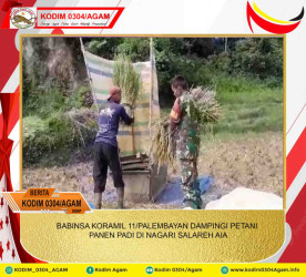 BABINSA KORAMIL 11/PALEMBAYAN DAMPINGI PETANI PANEN PADI DI NAGARI SALAREH AIA