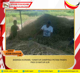 BABINSA KORAMIL 10/MATUR DAMPINGI PETANI PANEN PADI DI MATUR ILIR