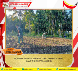 PERERAT SINERGI, BABINSA 11/PALEMBAYAN AKTIF DAMPINGI PETANI JAGUNG