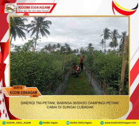 SINERGI TNI-PETANI, BABINSA 06/BASO DAMPINGI PETANI CABAI DI SUNGAI CUBADAK