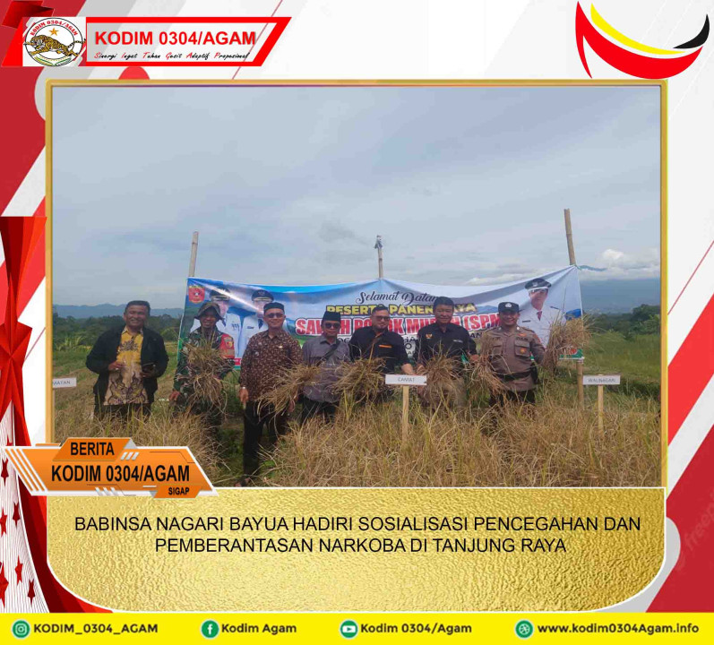 BABINSA KORAMIL 09/IV KOTO HADIRI PANEN RAYA SAWAH POKOK MURAH DI NAGARI KOTO PANJANG