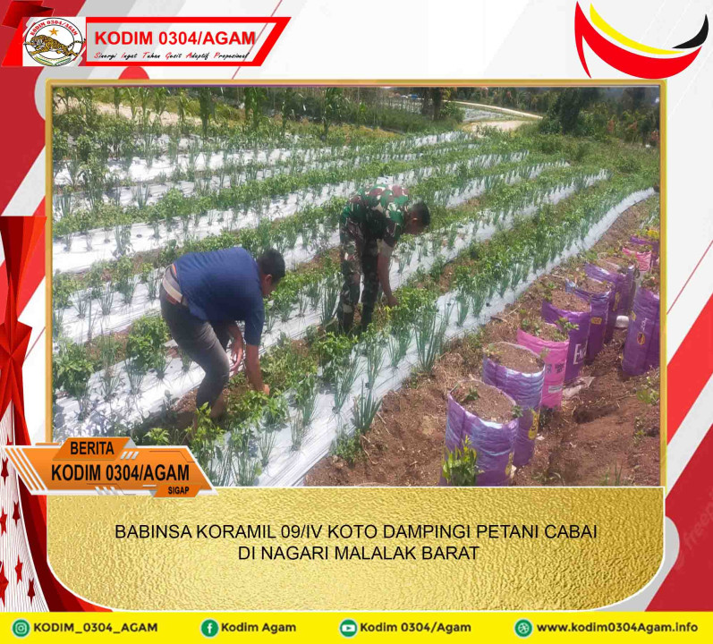 BABINSA KORAMIL 09/IV KOTO DAMPINGI PETANI CABAI DI NAGARI MALALAK BARAT