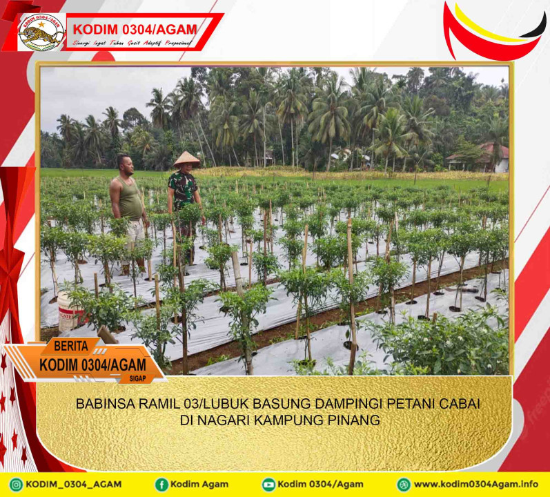 BABINSA RAMIL 03/LUBUK BASUNG DAMPINGI PETANI CABAI DI NAGARI KAMPUNG PINANG