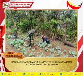 BABINSA KORAMIL 10/MATUR DAMPINGI PETANI RAWAT TANAMAN LOBAK DI NAGARI MATUA MUDIAK
