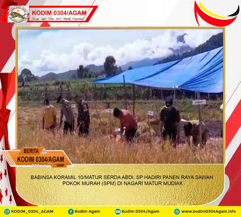 BABINSA KORAMIL 10/MATUR SERDA ABDI. SP HADIRI PANEN RAYA SAWAH POKOK MURAH (SPM) DI NAGARI MATUR MUDIAK