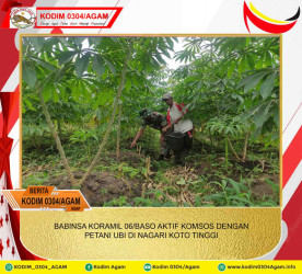 BABINSA KORAMIL 06/BASO AKTIF KOMSOS DENGAN PETANI UBI DI NAGARI KOTO TINGGI 
