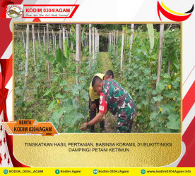 TINGKATKAN HASIL PERTANIAN, BABINSA KORAMIL 01/BUKITTINGGI DAMPINGI PETANI KETIMUN