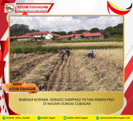 BABINSA KORAMIL 06/BASO DAMPINGI PETANI PANEN PADI DI NAGARI SUNGAI CUBADAK