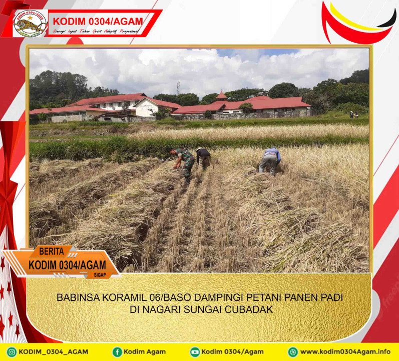 BABINSA KORAMIL 06/BASO DAMPINGI PETANI PANEN PADI DI NAGARI SUNGAI CUBADAK