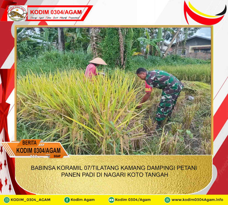 BABINSA KORAMIL 07/TILATANG KAMANG DAMPINGI PETANI PANEN PADI DI NAGARI KOTO TANGAH